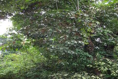Schefflera venulosa var. venulosa
